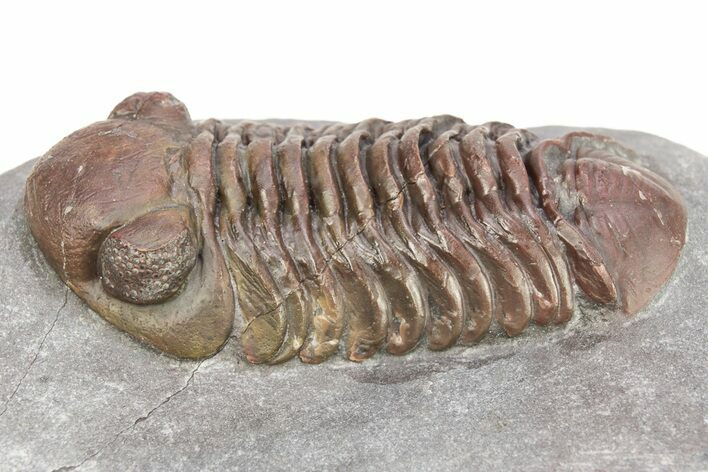 Interesting, Red Austerops Trilobite - Zireg, Morocco #273407